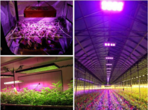 latest company news about How does LED affect plants grow ? 0