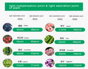 latest company news about How does LED affect plants grow ? 3